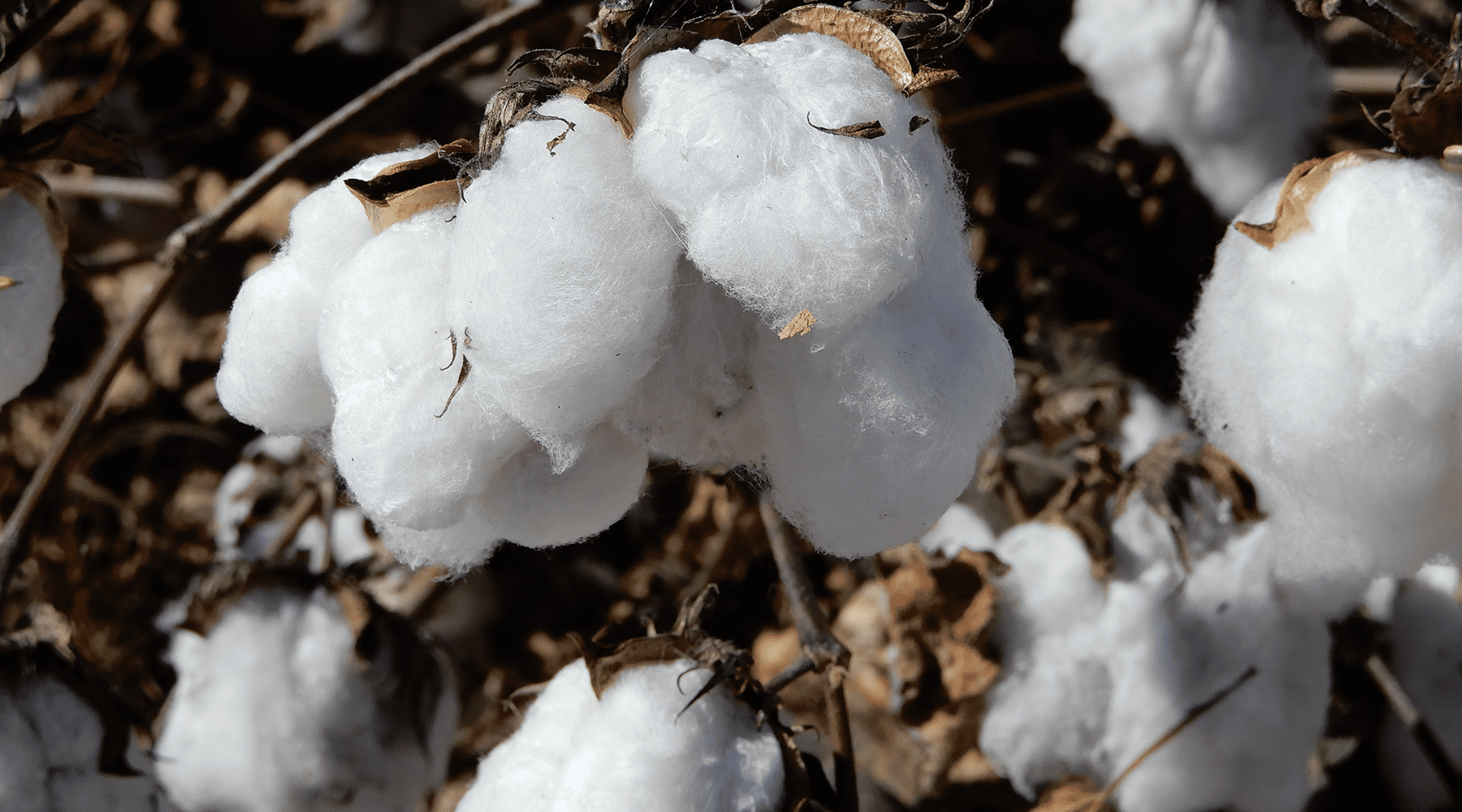 Organic Cotton TAISHOBOSEKI Industries Manufacturing a variety of